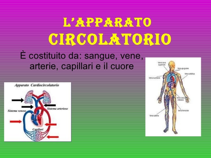 Apparato circolatorio simone
