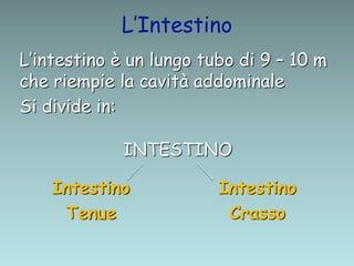 L’Intestino
L’intestino è un lungo tubo di 9 – 10 m
che riempie la cavità addominale
Si divide in:
INTESTINO
Intestino
Tenue
Intestino
Crasso
 