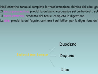 Intestino tenue
Duodeno
Digiuno
Ileo
Nell’intestino tenue si completa la trasformazione chimica del cibo, gra
Il succo pancreatico, prodotta dal pancreas, agisce sui carboidrati, sull
Il succo enterico, prodotto dal tenue, completa la digestione.
La bile, prodotta dal fegato, contiene i sali biliari per la digestione dei
 