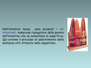 Nell’intestino tenue sono presenti i villi
intestinali, numerose ripiegature della parete
dell’intestino che ne aumentano la superficie.
Qui avviene il processo di assorbimento delle
sostanze utili ottenute dalla digestione.
 