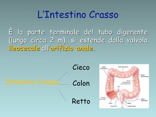 L’Intestino Crasso
È la parte terminale del tubo digerente
(lungo circa 2 m), si estende dalla valvola
ileocecale all’orifizio anale.
Intestino Crasso
Cieco
Colon
Retto
 