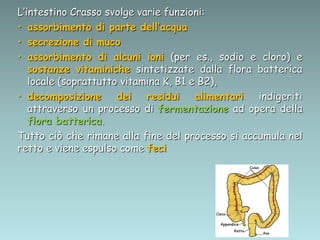 L’intestino Crasso svolge varie funzioni:
• assorbimento di parte dell’acqua
• secrezione di muco
• assorbimento di alcuni ioni (per es., sodio e cloro) e
sostanze vitaminiche sintetizzate dalla flora batterica
locale (soprattutto vitamina K, B1 e B2),
• decomposizione dei residui alimentari indigeriti
attraverso un processo di fermentazione ad opera della
flora batterica.
Tutto ciò che rimane alla fine del processo si accumula nel
retto e viene espulso come feci
 