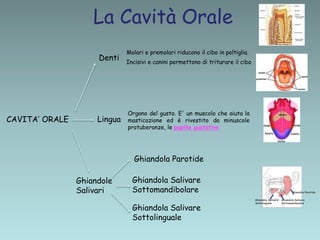 La Cavità Orale
CAVITA’ ORALE
Denti
Lingua
Ghiandole
Salivari
Molari e premolari riducono il cibo in poltiglia.
Incisivi e canini permettono di triturare il cibo
Organo del gusto. E' un muscolo che aiuta la
masticazione ed è rivestito da minuscole
protuberanze, le papille gustative
Ghiandola Parotide
Ghiandola Parotide
Ghiandola Salivare
Sottomandibolare
Ghiandola Salivare
Sottolinguale
Ghiandola Salivare
Sottomandibolare
Ghiandola Salivare
Sottolinguale
 