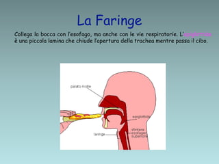 La Faringe
Collega la bocca con l’esofago, ma anche con le vie respiratorie. L’epiglottide
è una piccola lamina che chiude l’apertura della trachea mentre passa il cibo.
 