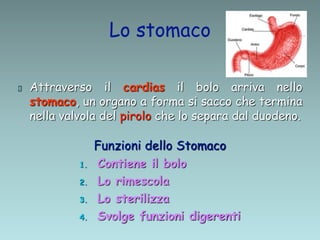 Lo stomaco
 Attraverso il cardias il bolo arriva nello
stomaco, un organo a forma si sacco che termina
nella valvola del pirolo che lo separa dal duodeno.
Funzioni dello Stomaco
1. Contiene il bolo
2. Lo rimescola
3. Lo sterilizza
4. Svolge funzioni digerenti
 
