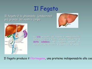Il Fegato
La Bile prodotta dal fegato è immagazzinata
nella cistifellea e viene riversata, attraverso il
dotto coledoco, nel duodeno durante la
digestione permettendo la digestione dei grassi
Il fegato è la ghiandola (endocrina)
più grande del nostro corpo
Il fegato produce il fibrinogeno, una proteina indispensabile alla coa
 