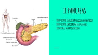 ILPANCREAS
- PRODUZIONEESOCRINA(succopancreatico)
- PRODUZIONEENDOCRINA(glucagone,
insulina,somatostatina)
 