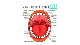 Ladigestione hainizionellabocca
 