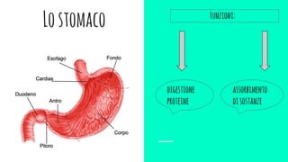 Lostomaco Funzioni:
digestione
proteine
assorbimento
disostanze
 
