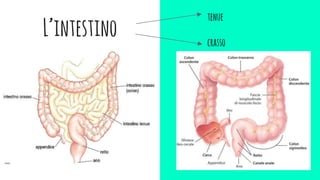 L’intestino
tenue
crasso
 