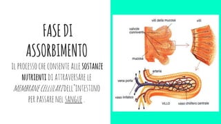 FASEDI
ASSORBIMENTO
ilprocessocheconsenteallesostanze
nutrientidiattraversarele
membranecellularidell’intestino
perpassarenelsangue.
 