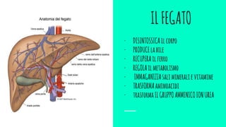 ILFEGATO
- DISINTOSSICAilcorpo
- PRODUCElabile
- RECUPERAilferro
- REGOLAilmetabolismo
- IMMAGANIZZAsalimineralievitamine
- TRASFORMAaminoacidi
- trasformaILGRUPPOAMMINICOIONUREA
 