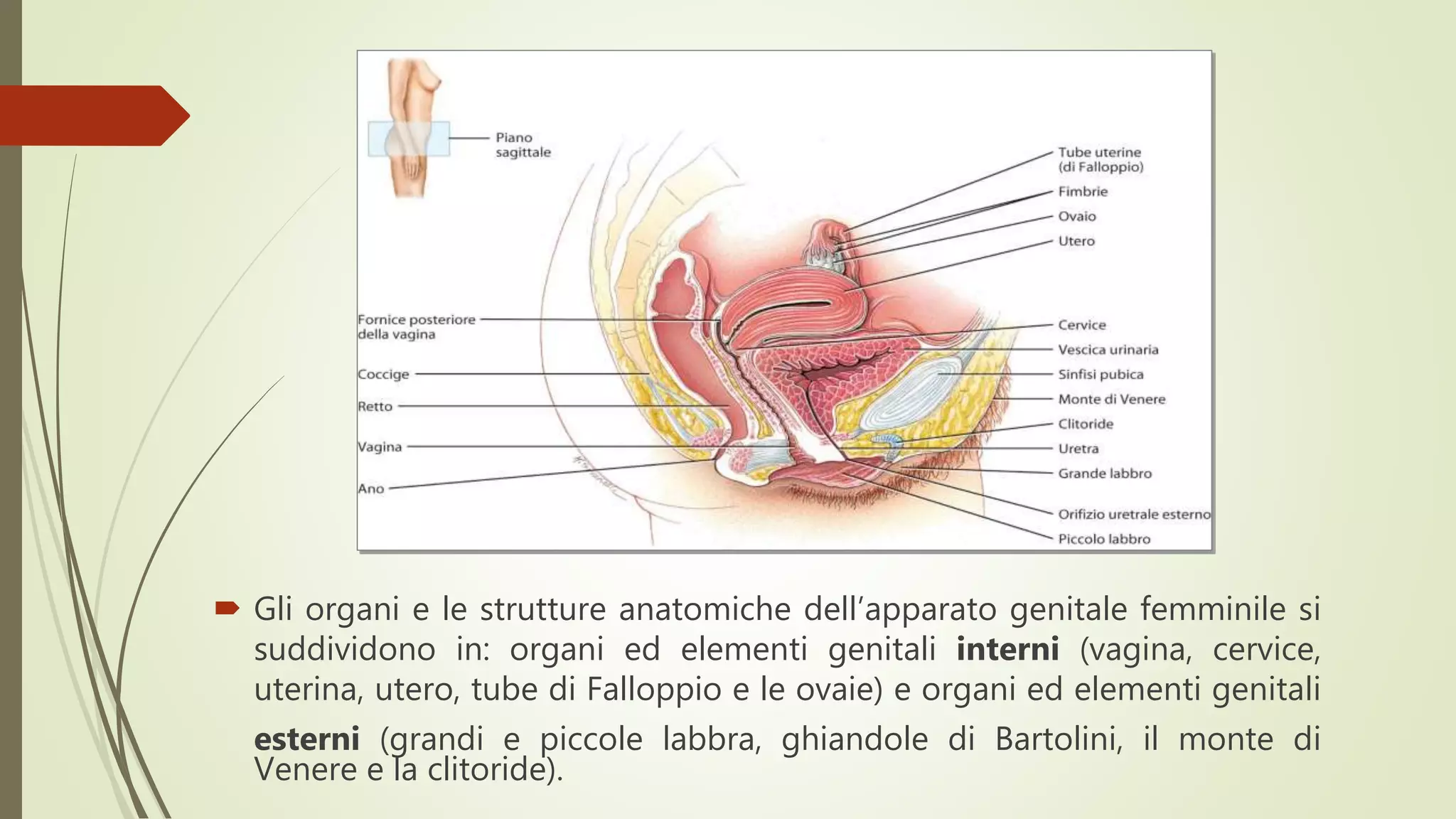 Apparato Genitale Femminile PPTX Apparato Genitale Femminile PPTX