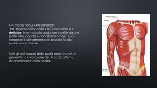 I MUSCOLI DEGLI ARTI SUPERIORI
tra i muscoli della spalla il più superficiale è il
deltoide: è un muscolo abduttore inserito da una
parte allla scapola e dal’altra all’omero. Esso
consente il sollevamento del braccio fio alla
posizione orizzontale.
Tutti gli altri muscoli della spalla sono rotatori, e
permettono la rotazione del braccio attorno
all’articolazione della spalla.
 
