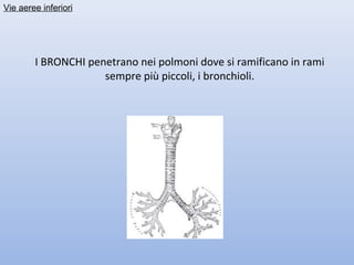 Vie aeree inferiori




        I BRONCHI penetrano nei polmoni dove si ramificano in rami
                     sempre più piccoli, i bronchioli.
 