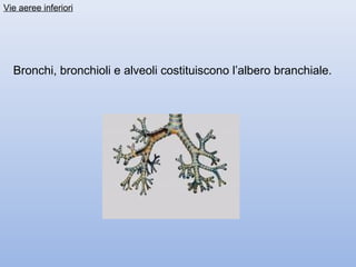 Vie aeree inferiori




  Bronchi, bronchioli e alveoli costituiscono l’albero branchiale.
 