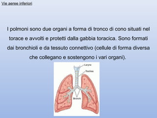 Vie aeree inferiori




   I polmoni sono due organi a forma di tronco di cono situati nel
    torace e avvolti e protetti dalla gabbia toracica. Sono formati
   dai bronchioli e da tessuto connettivo (cellule di forma diversa
                 che collegano e sostengono i vari organi).
 