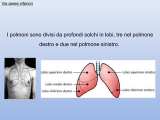 Vie aeree inferiori




   I polmoni sono divisi da profondi solchi in lobi, tre nel polmone
                      destro e due nel polmone sinistro.
 