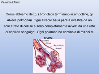 Vie aeree inferiori




    Come abbiamo detto, i bronchioli terminano in ampolline, gli
      alveoli polmonari. Ogni alveolo ha la parete rivestita da un
  solo strato di cellule e sono completamente avvolti da una rete
    di capillari sanguigni. Ogni polmone ha centinaia di milioni di
                                alveoli.
 