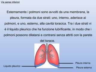 Vie aeree inferiori



     Esternamente i polmoni sono avvolti da una membrana, la
         pleura, formata da due strati: uno, interno, aderisce ai
   polmoni, e uno, esterno, alla cavità toracica. Tra i due strati vi
   è il liquido pleurico che ha funzione lubrificante, in modo che i
  polmoni possono dilatarsi e contrarsi senza attriti con la parete
                               del torace.




                                                         Pleura interna
  Liquido pleurico
                                                         Pleura esterna
 