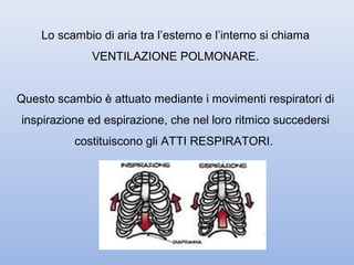 Lo scambio di aria tra l’esterno e l’interno si chiama
              VENTILAZIONE POLMONARE.


Questo scambio è attuato mediante i movimenti respiratori di
inspirazione ed espirazione, che nel loro ritmico succedersi
          costituiscono gli ATTI RESPIRATORI.
 