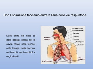 Con l’ispirazione facciamo entrare l’aria nelle vie respiratorie.




  L’aria entra dal naso (o
  dalla bocca), passa per le
  cavità nasali, nella faringe,
  nella laringe, nella trachea,
  nei bronchi, nei bronchioli e
  negli alveoli.
 