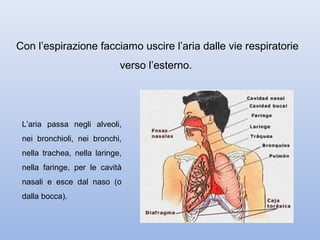Con l’espirazione facciamo uscire l’aria dalle vie respiratorie
                             verso l’esterno.




 L’aria passa negli alveoli,
 nei bronchioli, nei bronchi,
 nella trachea, nella laringe,
 nella faringe, per le cavità
 nasali e esce dal naso (o
 dalla bocca).
 