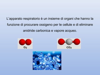 L’apparato respiratorio è un insieme di organi che hanno la
funzione di procurare ossigeno per le cellule e di eliminare
           anidride carbonica e vapore acqueo.
 
