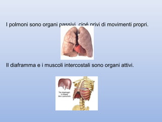 I polmoni sono organi passivi, cioé privi di movimenti propri.




Il diaframma e i muscoli intercostali sono organi attivi.
 