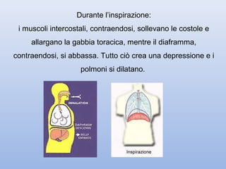 Durante l’inspirazione:
 i muscoli intercostali, contraendosi, sollevano le costole e
     allargano la gabbia toracica, mentre il diaframma,
contraendosi, si abbassa. Tutto ciò crea una depressione e i
                    polmoni si dilatano.
 