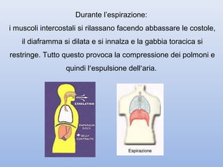 Durante l’espirazione:
i muscoli intercostali si rilassano facendo abbassare le costole,
    il diaframma si dilata e si innalza e la gabbia toracica si
restringe. Tutto questo provoca la compressione dei polmoni e
                  quindi l’espulsione dell’aria.
 