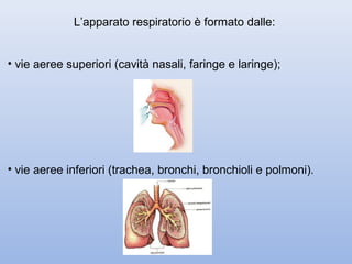 L’apparato respiratorio è formato dalle:


• vie aeree superiori (cavità nasali, faringe e laringe);




• vie aeree inferiori (trachea, bronchi, bronchioli e polmoni).
 