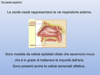 Vie aeree superiori



     Le cavità nasali rappresentano le vie respiratorie esterne.




   Sono rivestite da cellule epiteliali ciliate che secernono muco
            che è in grado di trattenere le impurità dell’aria.
          Sono presenti anche le cellule sensoriali olfattive.
 