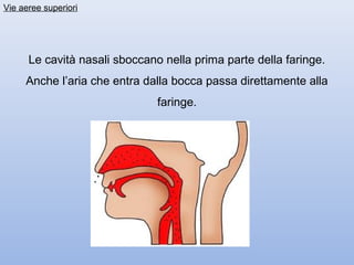 Vie aeree superiori




      Le cavità nasali sboccano nella prima parte della faringe.
     Anche l’aria che entra dalla bocca passa direttamente alla
                               faringe.
 