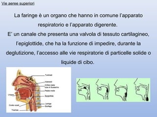 Vie aeree superiori


       La faringe è un organo che hanno in comune l’apparato
                      respiratorio e l’apparato digerente.
   E’ un canale che presenta una valvola di tessuto cartilagineo,
        l’epiglottide, che ha la funzione di impedire, durante la
  deglutizione, l’accesso alle vie respiratorie di particelle solide o
                                liquide di cibo.
 