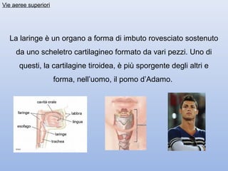 Vie aeree superiori




  La laringe è un organo a forma di imbuto rovesciato sostenuto
     da uno scheletro cartilagineo formato da vari pezzi. Uno di
      questi, la cartilagine tiroidea, è più sporgente degli altri e
                      forma, nell’uomo, il pomo d’Adamo.
 