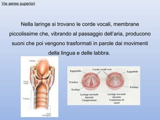 Vie aeree superiori




          Nella laringe si trovano le corde vocali, membrane
    piccolissime che, vibrando al passaggio dell’aria, producono
     suoni che poi vengono trasformati in parole dai movimenti
                      della lingua e delle labbra.
 