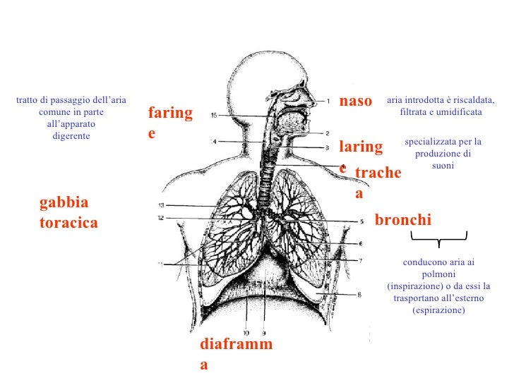 Apparato respiratorio