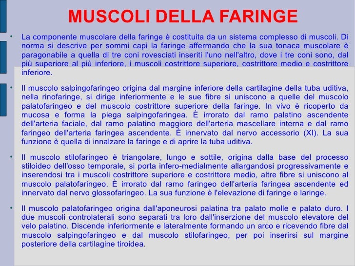 Apparato respiratorio