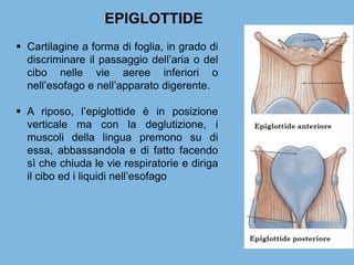 EPIGLOTTIDE
 Cartilagine a forma di foglia, in grado di
discriminare il passaggio dell’aria o del
cibo nelle vie aeree inferiori o
nell’esofago e nell’apparato digerente.
 A riposo, l’epiglottide è in posizione
verticale ma con la deglutizione, i
muscoli della lingua premono su di
essa, abbassandola e di fatto facendo
sì che chiuda le vie respiratorie e diriga
il cibo ed i liquidi nell’esofago
 