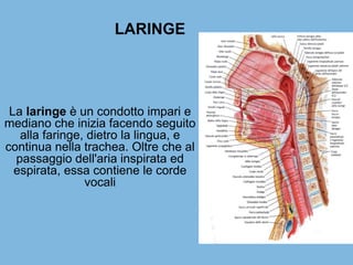 LARINGE
La laringe è un condotto impari e
mediano che inizia facendo seguito
alla faringe, dietro la lingua, e
continua nella trachea. Oltre che al
passaggio dell'aria inspirata ed
espirata, essa contiene le corde
vocali
 