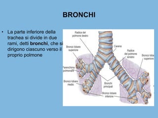 BRONCHI
• La parte inferiore della
trachea si divide in due
rami, detti bronchi, che si
dirigono ciascuno verso il
proprio polmone
 