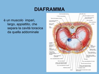 DIAFRAMMA
è un muscolo impari,
largo, appiattito, che
separa la cavità toracica
da quella addominale
 