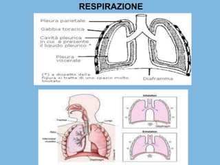 RESPIRAZIONE
 