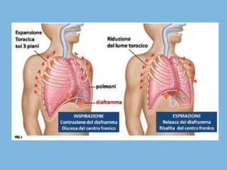 Apparato respiratorio presentazione