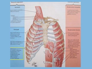 Apparato respiratorio presentazione