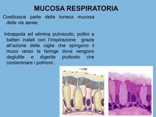 MUCOSA RESPIRATORIA
Costituisce parte della tonaca mucosa
delle vie aeree.
Intrappola ed elimina pulviscolo, pollini e
batteri inalati con l’inspirazione grazie
all’azione delle ciglia che spingono il
muco verso la faringe dove vengono
deglutite e digerite piuttosto che
contaminare i polmoni .
 