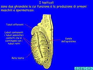 I testicoli sono due ghiandole la cui funzione è la  produzione di ormoni maschili e spermatozoi. Lobuli contenenti i tubuli seminiferi contorti che si continuano con i tubuli retti Rete testis Tubuli efferenti Canale dell’epididimo 