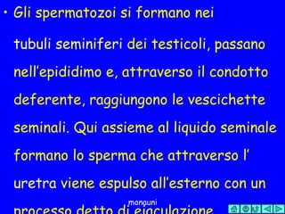 Gli spermatozoi si formano nei  tubuli seminiferi  dei testicoli, passano nell’epididimo e, attraverso il condotto deferente, raggiungono le vescichette seminali. Qui assieme al liquido seminale formano lo sperma che attraverso l’ uretra  viene espulso all’esterno con un processo detto di eiaculazione. 