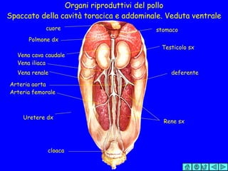 Organi riproduttivi del pollo Spaccato della cavità toracica e addominale. Veduta ventrale Arteria femorale Rene sx Testicolo sx deferente Uretere dx cloaca cuore stomaco Polmone dx Vena cava caudale Vena iliaca Vena renale Arteria aorta 